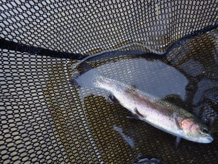 平谷湖フィッシングスポット 釣果