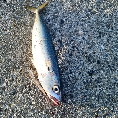 まわりはメジロとサゴシ私はでか鯖のみ