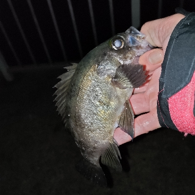 釣り納め