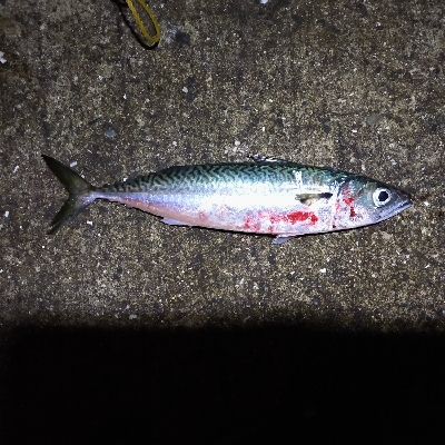 寒い中　大サバ狙い　渋い