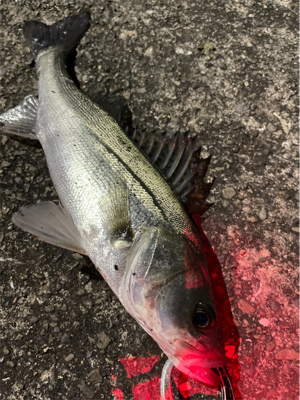 河川でちょろっと