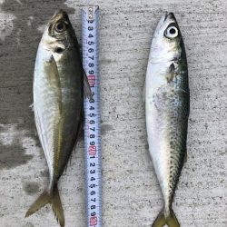 淡路島 サビキ 陸っぱり 釣り 魚釣り 釣果情報サイト カンパリ