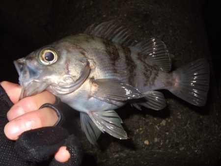 極寒の釣り納めライトゲーム