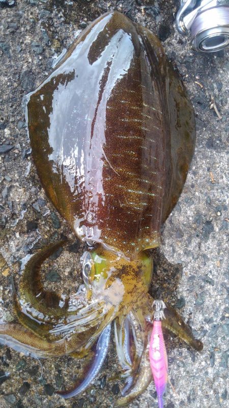 全集中琴の呼吸 京都府 宮津西部 エギング アオリイカ 陸っぱり 釣り 魚釣り 釣果情報サイト カンパリ