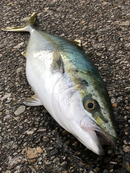 飲ませ釣りでハマチ