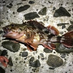 根魚狙い