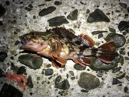 根魚狙い