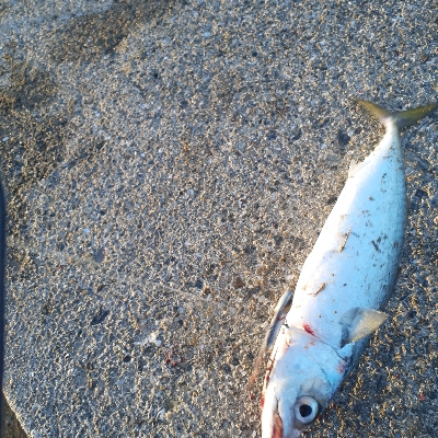 まわりはメジロとサゴシ私はでか鯖のみ