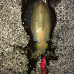 福井県 アオリイカ 陸っぱり 釣り 魚釣り 釣果情報サイト カンパリ