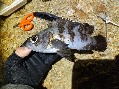 釣り納め