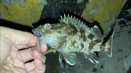 半田緑地でアナゴ釣り