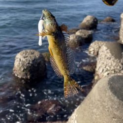 ジグワームで底物狙い