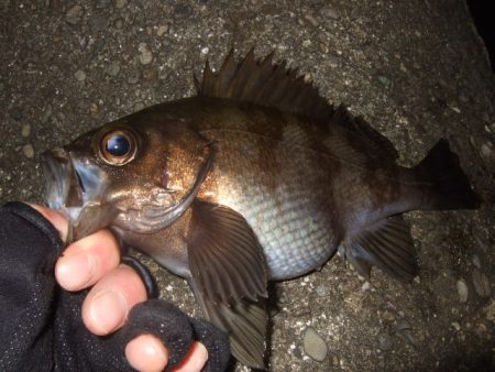 極寒の釣り納めライトゲーム