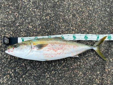 姫路本土ショアジギングで初魚