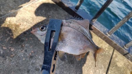 なんちゃってカゴ釣り