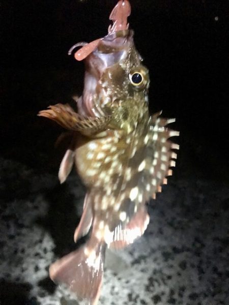 根魚狙い