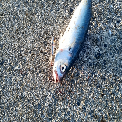 まわりはメジロとサゴシ私はでか鯖のみ