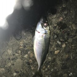 常夜灯下の飛ばしサビキでアジ