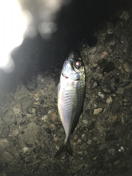 常夜灯下の飛ばしサビキでアジ