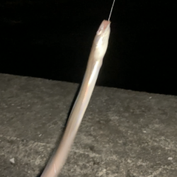 夜釣りのアナゴ釣り