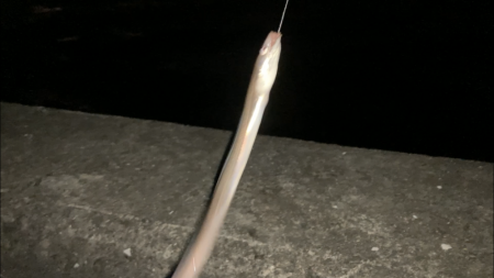 夜釣りのアナゴ釣り