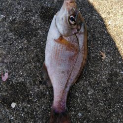 なんちゃってカゴ釣り