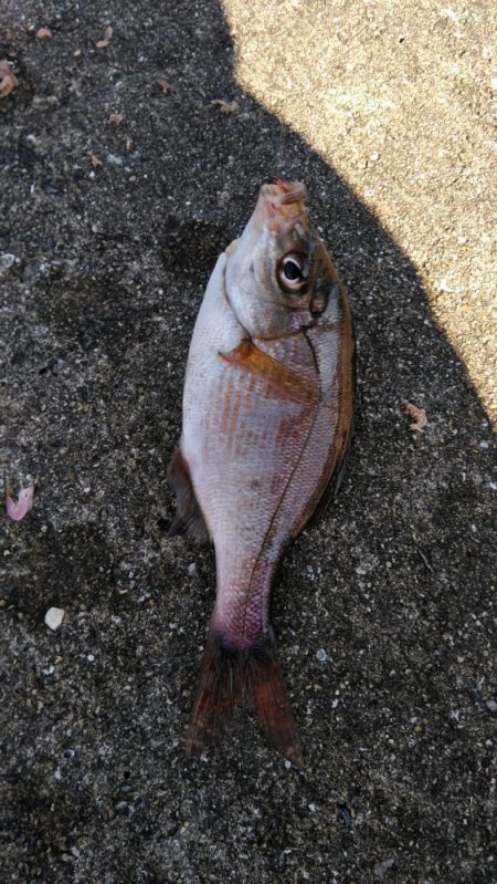 なんちゃってカゴ釣り