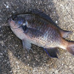 なんちゃってカゴ釣り