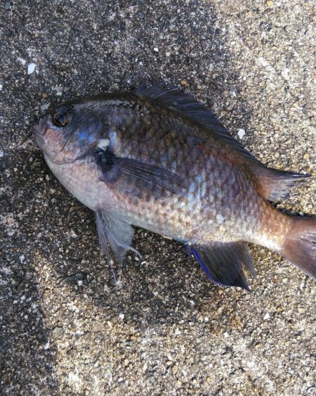 なんちゃってカゴ釣り