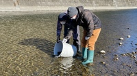 秩父フライフィールド 釣果