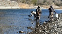 秩父フライフィールド 釣果