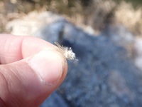 秩父フライフィールド 釣果