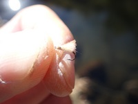 秩父フライフィールド 釣果