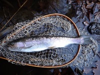 秩父フライフィールド 釣果