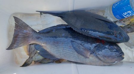 しば渡船 釣果