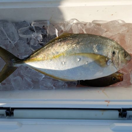 しば渡船 釣果