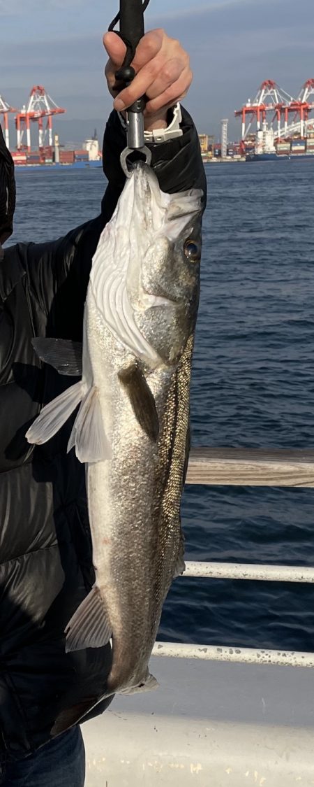 やっと釣れた。ランカーシーバス83cm