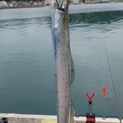 太刀魚入れ食い。