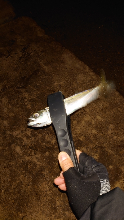 今年の初釣果