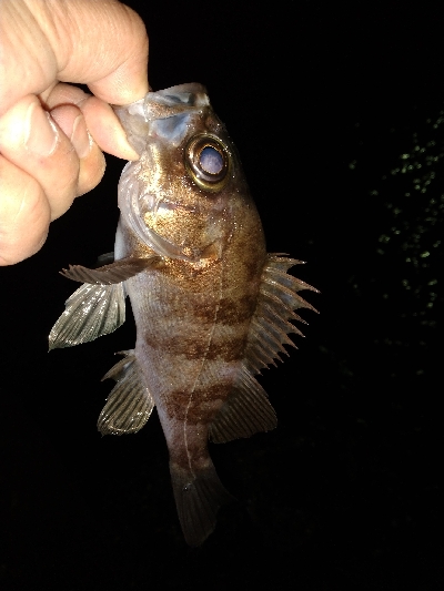 ちょい釣り