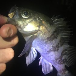 たかたか釣り日記〜メバル編〜