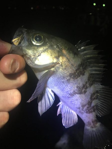 たかたか釣り日記〜メバル編〜