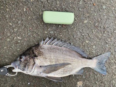 バラした魚は大きい！ | 京都府 白灯台 チニング クロダイ(チヌ) | 陸っぱり 釣り・魚釣り | 釣果情報サイト カンパリ