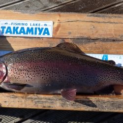 フィッシングレイクたかみや 釣果