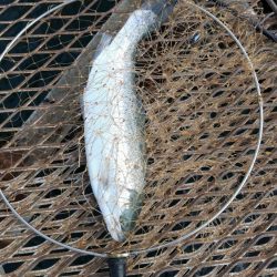 大阪府 海上釣り堀 陸っぱり 釣り・魚釣り, 釣果情報サイト カンパリ