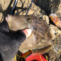 関西 カワハギ 陸っぱり 釣り 魚釣り 釣果情報サイト カンパリ