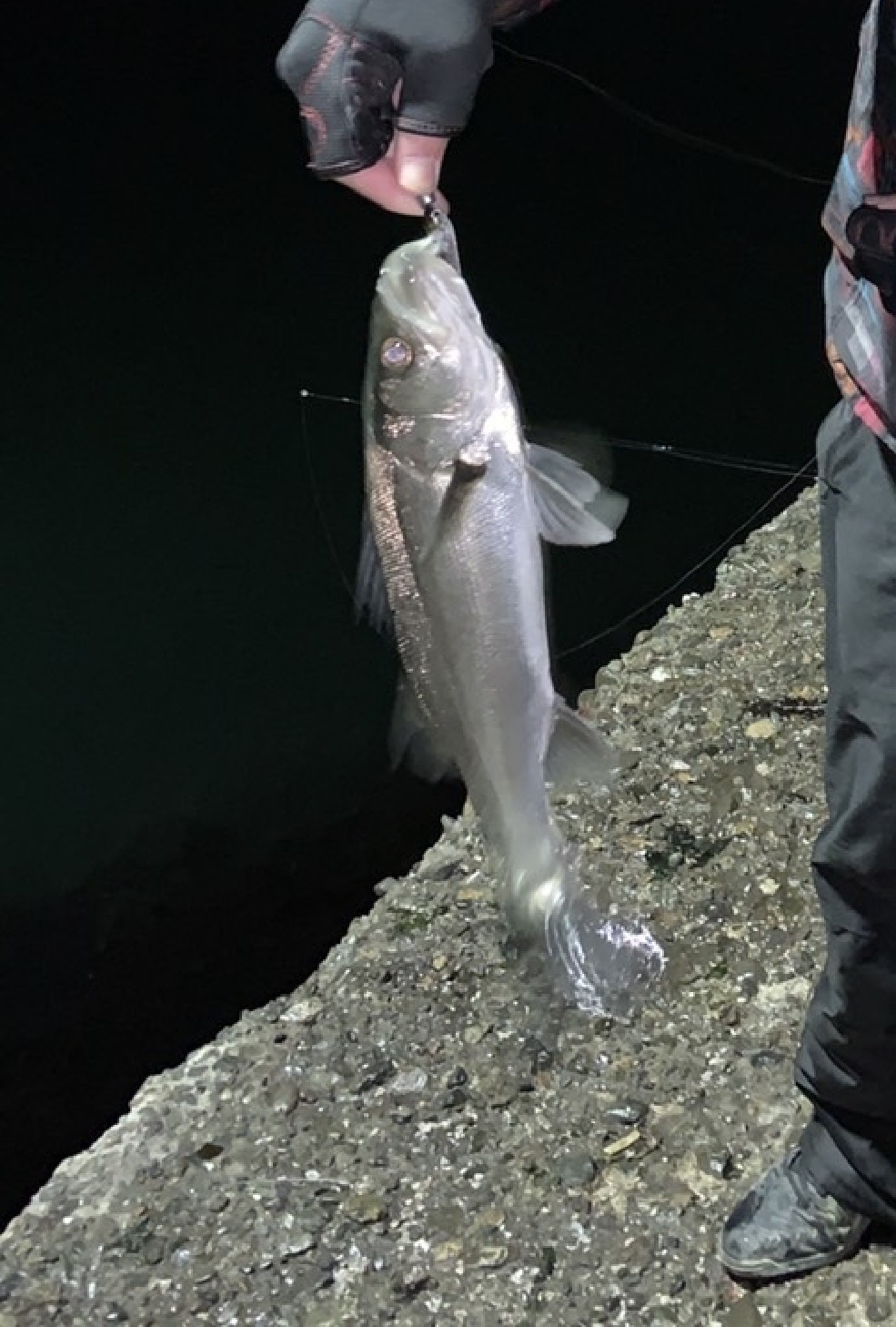 小魚風ワームでシーバス狙い