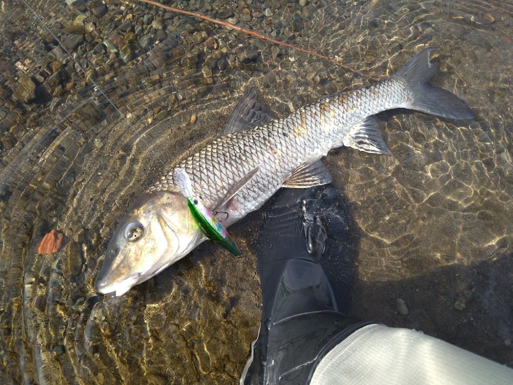 サクラマス狙いで釣れたのは…