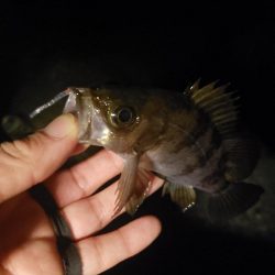 気温下がり食い気も下がる