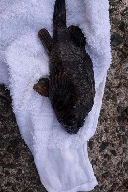 穴釣りハマってます